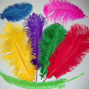 Colorful Carnival Feathers for Sale